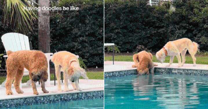 Goldendoodles Hilariously Struggle To Retrieve Ball From Swimming Pool