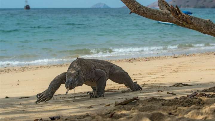 FOTOS | Dragón de Komodo: Un gigante prehistórico que domina las islas de Indonesia #17Ago
