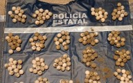 Rescatan 247 huevos de tortuga marina en Acapulco; detienen a hombre tras extracción ilegal
