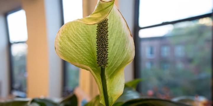 La planta que vale oro por todos los beneficios que tiene para la salud