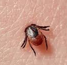 Emergency tick bite visits and Lyme Disease cases on the rise