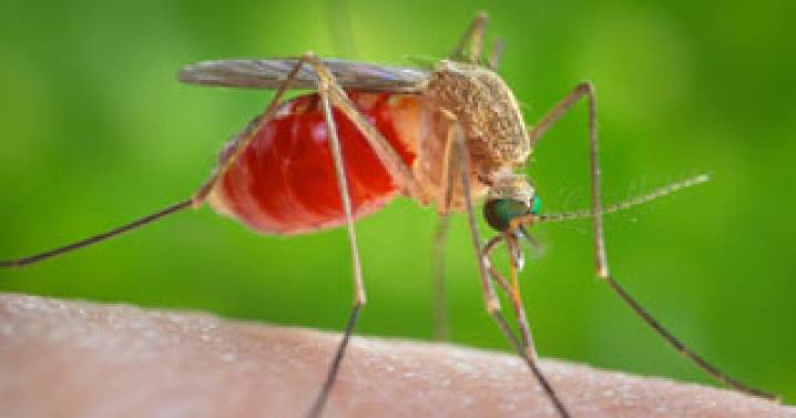 West Nile Virus detected in mosquitoes in Douglas