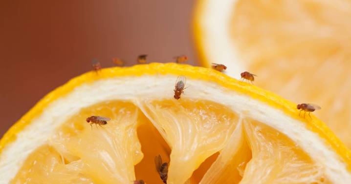 Fruit fly trap is 'miracle' and made from two ingredients you need in cupboard