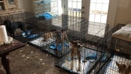 People behind now-defunct animal rescue won't serve jail time after 100+ pets are found living in squalor