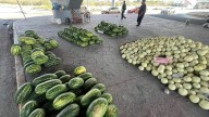 Comerciantes cuidan su fruta día y noche en Torreón