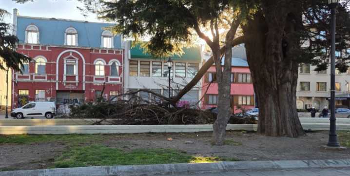 Estudiantes salvaron luego de que gancho de árbol cayera en Av. Colón