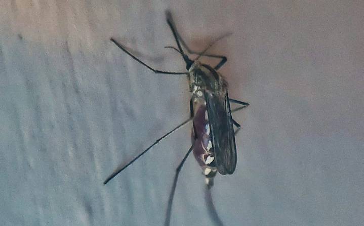 Reportan 50 casos de dengue en Morelia este 2025