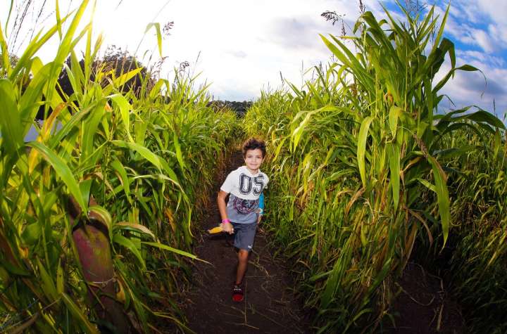 Get lost in a corn maze this September for fall family fun in Connecticut