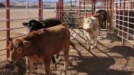 UGRS a favor de acuerdo binacional contra gusano barrenador