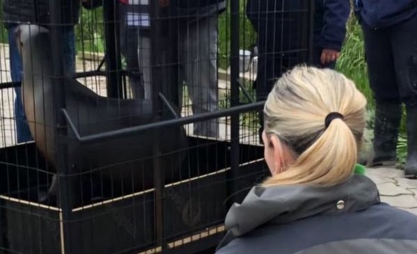 Ambiente participó del traslado de lobos marinos y verificó el estado de delfines en el Aquarium de Mar del Plata