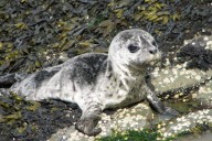 Kayakers, boaters urged keep safe distance from seals in Sooke Basin