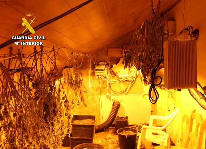 Una denuncia de maltrato animal destapa un secadero de marihuana  