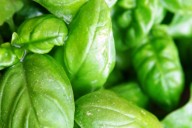 Cinco beneficios de la albahaca, la planta aromática que cuida la salud
