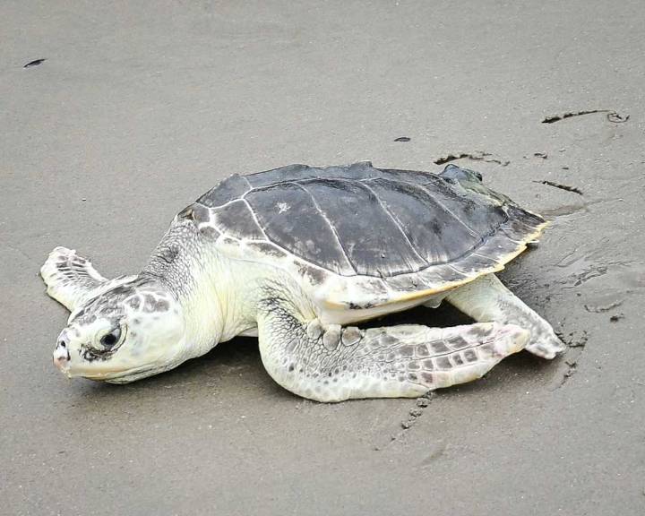 Rescued Kemp’s ridley sea turtle Elton makes splashy return to ocean off Coney Island • Brooklyn Paper