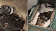 New York Construction Worker Sees Something Furry In The Corner Of The Room, Then Realizes What It is