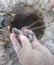 Pérdida de dunas altera anidación de las tortugas en Yucatán