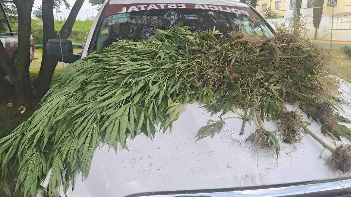 Aseguran cuatro plantas de marihuana en Moyotzingo