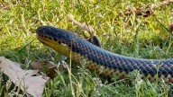 Con estas cinco plantas puedes ahuyentar las serpientes si vives en una zona de Estados Unidos donde abunden estos reptiles