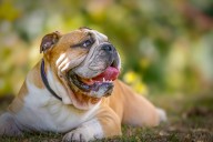 Dear Abby: Dog slobber just isn’t my thing