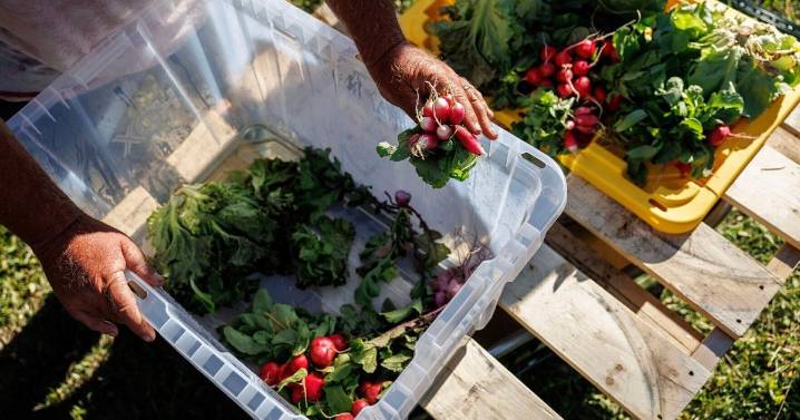 Trump White House cuts healthy food grant, hitting tribal communities in Montana