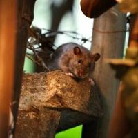 New York declares total war on prolific rat population