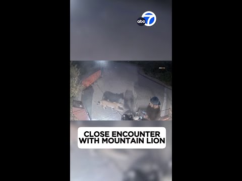 Man encounters mountain lion in Malibu, video shows