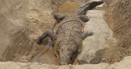 Profepa investiga y denuncia muerte del cocodrilo ‘Tío Lucho’; ¿negligencia?