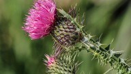 Thistle weeding crews remove 331 million seeds in Game Creek