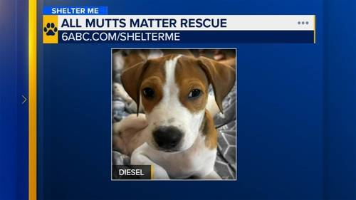 Shelter Me: Meet Diesel from All Mutts Matter Rescue! A sweet, 10-week-old puppy who will really fuel your heart