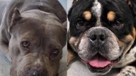 Meet the North Jersey adoptable pets of the week: Nina and Trey