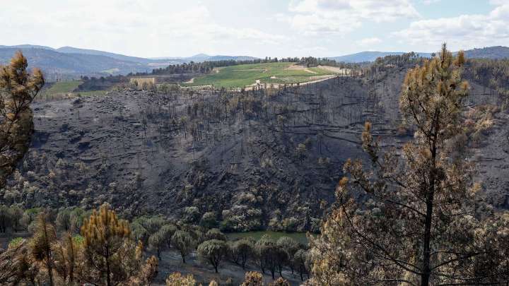 Arranca la vendimia en Ourense sin saber cuántas viñas arrasó el fuego