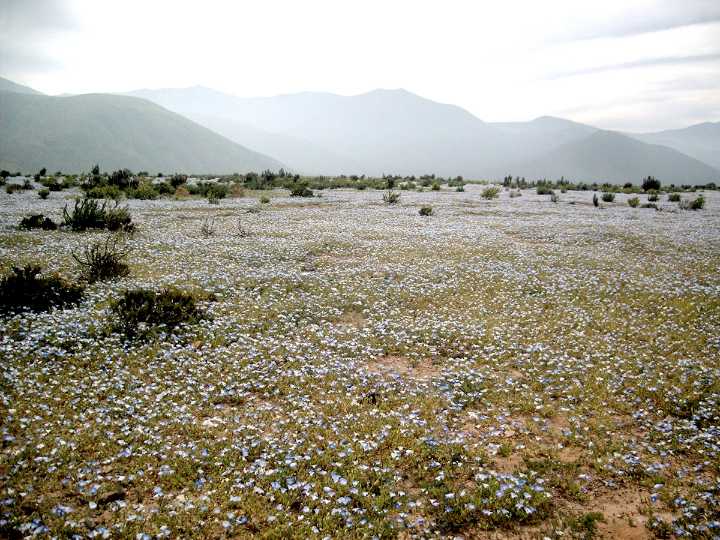 Lluvias en la región harán posible fenómeno del desierto florido desde septiembre