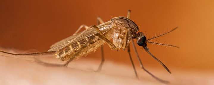 Positive case of West Nile virus discovered in Montgomery County