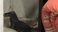 Cocodrilo invade casa en Tamaulipas y se apodera de la cama de las perritas