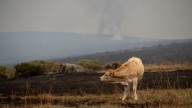 Los incendios avanzan cuatro veces más despacio desde el final de la ola de calor
