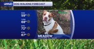 Your August 31 dog walking forecast