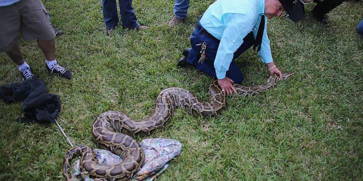 Nearly 300 invasive pythons removed from South Florida during snake hunt