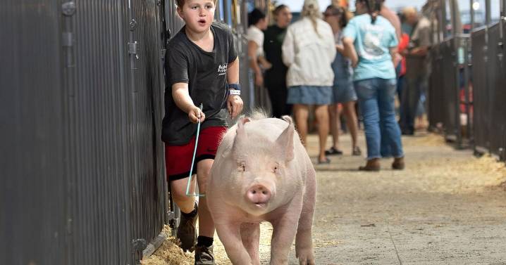 A Ham Full