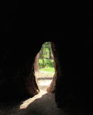 Cultivating the Inner Observer