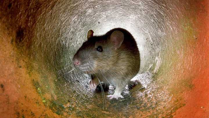 Britain's giant rat problem