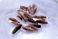 Exclusive-First human screwworm case in US traced to person in Maryland who traveled from Guatemala, sources say