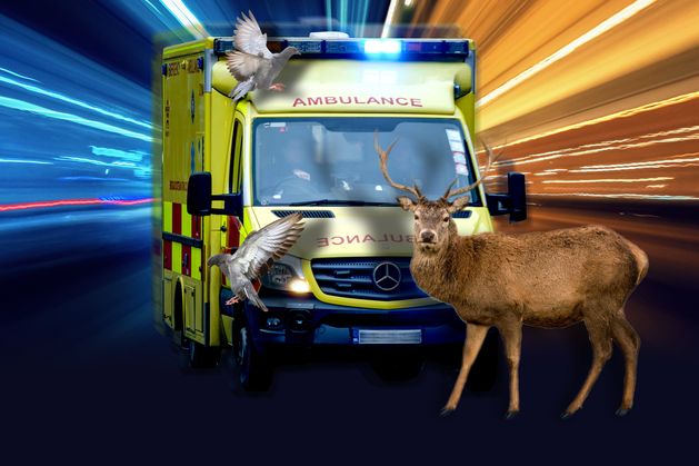 Ambulances damaged by leaping deer, flock of racing pigeons and masked rider on scrambler