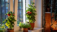 Thinking About Growing Tomatoes Indoors? Here's Why You Should Think Again