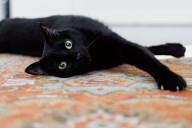 Woman Says Learning Why Boyfriend Hates Her Cat Changed Everything