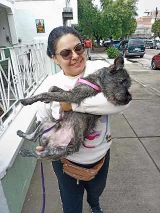 El quirófano veterinario móvil brindará atención gratuita en San Antonio y...