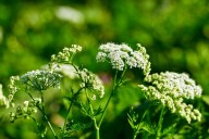 Poisonous Washington Plant That Kills You Is Spreading Rapidly
