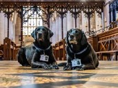 Dogs working for God retiring