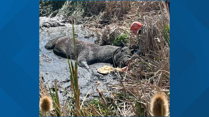Rescue teams free horse stuck in Boulder County mud