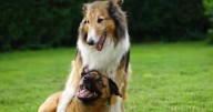 Jei 'El de los perros' enseñará a viajar con mascotas en Expopet 2025