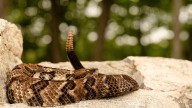 Hiker dies after venomous snake bite, Tennessee officials say